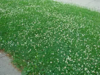 Семена для травы белый клевер