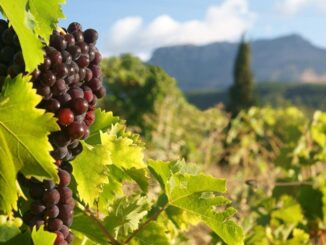 Виноградник вашей мечты! Бизнес под ключ в Крыму